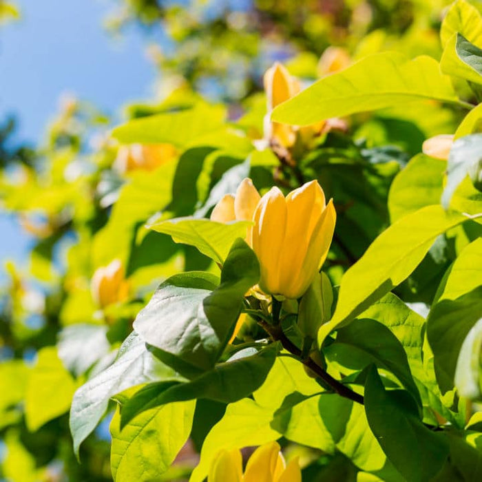 Yellow Bird Magnolia | Flowering Tree
