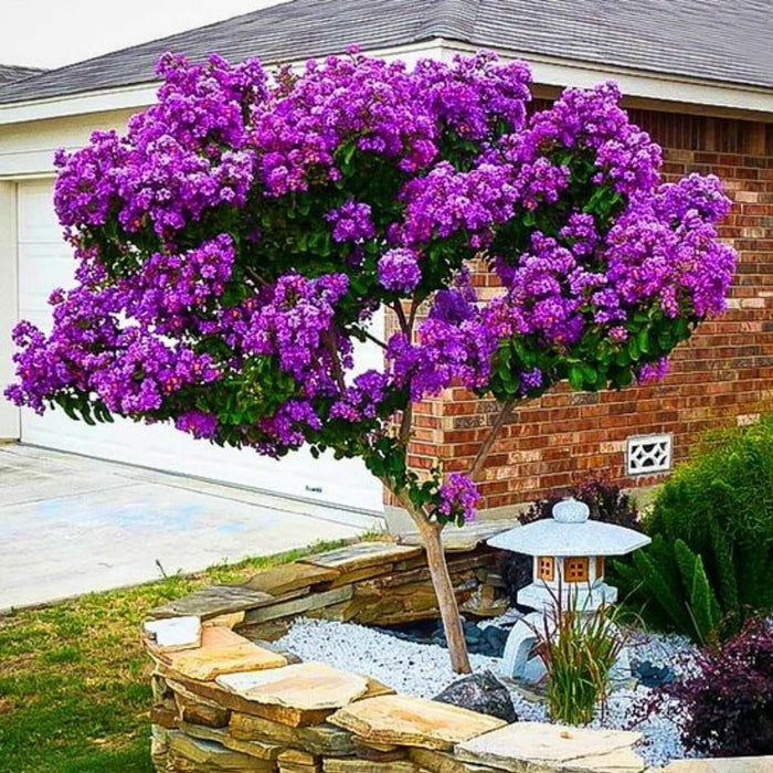 Catawba Crape Myrtle | Flowering Tree