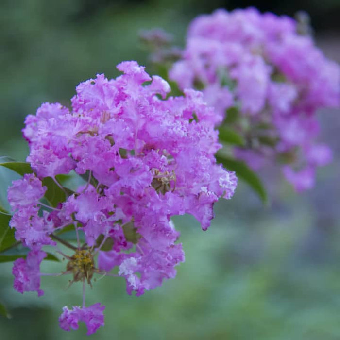 Catawba Crape Myrtle | Flowering Tree