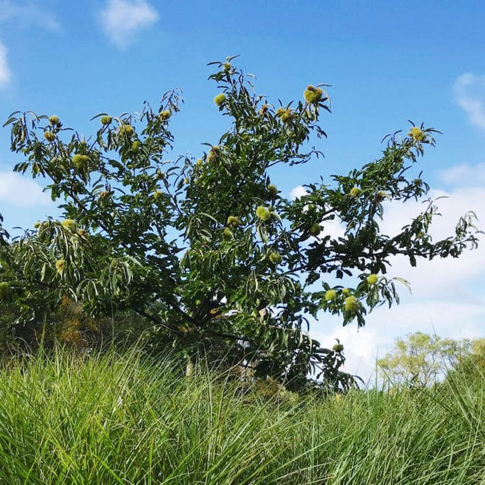 American Chestnut (Hybrid)