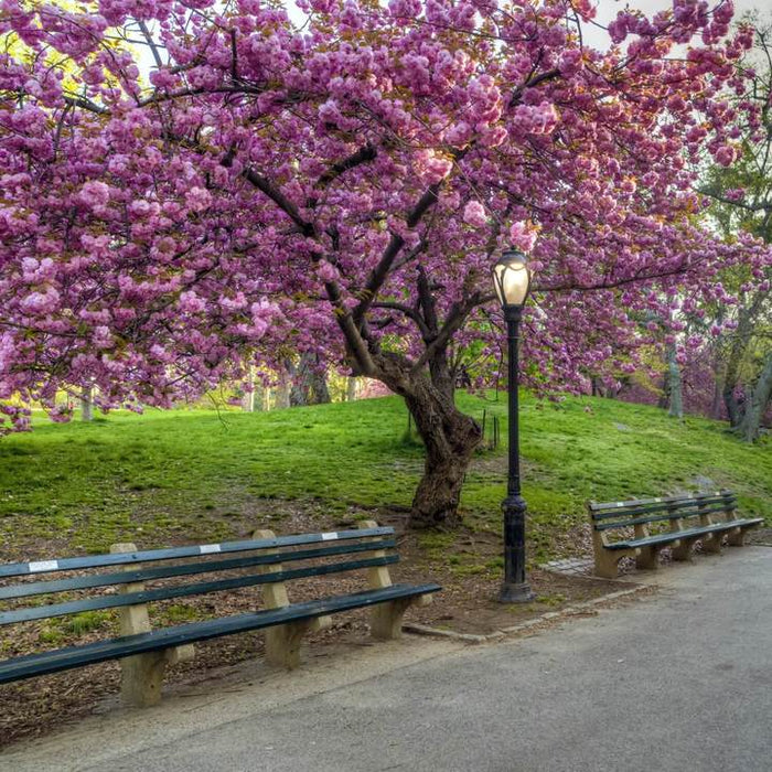 Japanese Flowering Cherry Kwanzan Tree