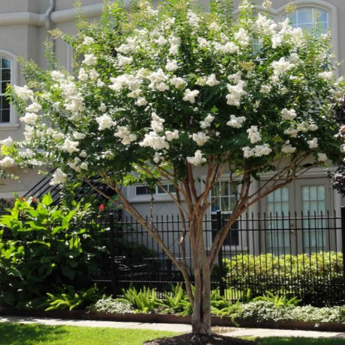 White Crape Myrtle