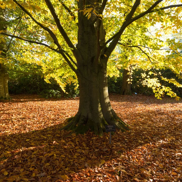 American Beech