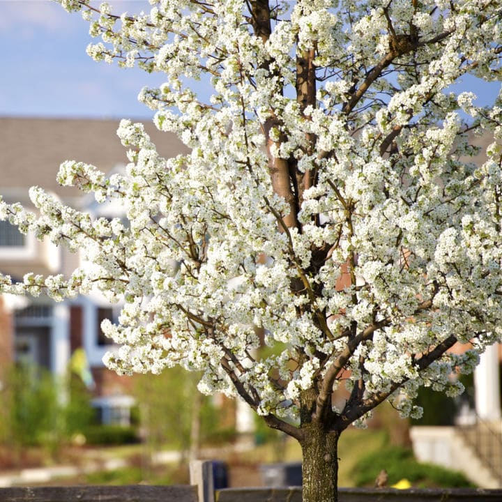 Flowering Tree with a long blooming period