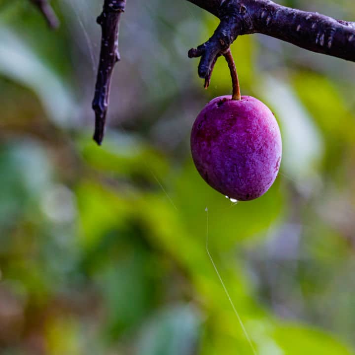 Plum tree to show non-invasive roots