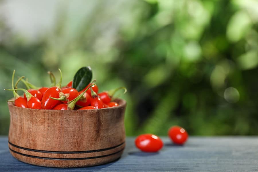 goji berry plant