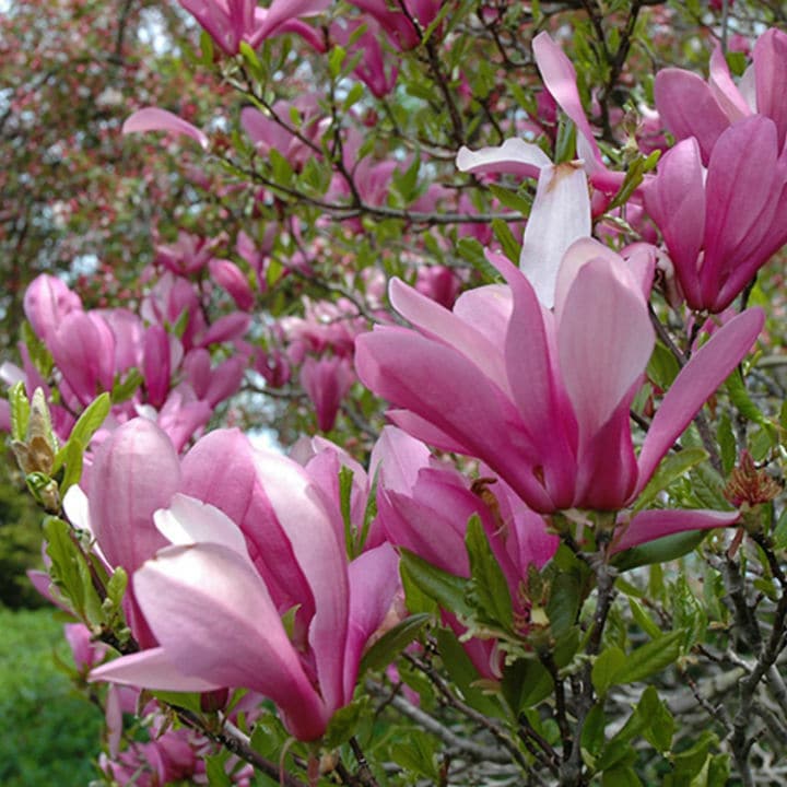 Pink Magnolia