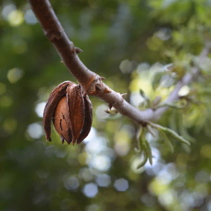 Bugs on trees