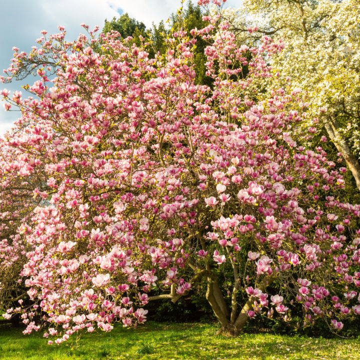 flowering tree