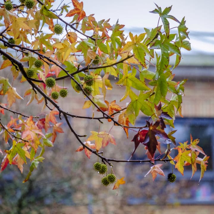 fruit bearing tree