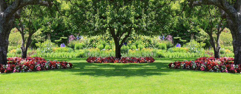 A Guide to Selecting the Right Tree for Your Yard