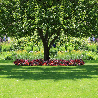 A Guide to Selecting the Right Tree for Your Yard