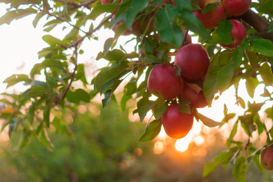 apple trees