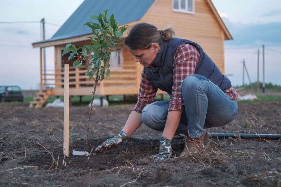 tree planting tips