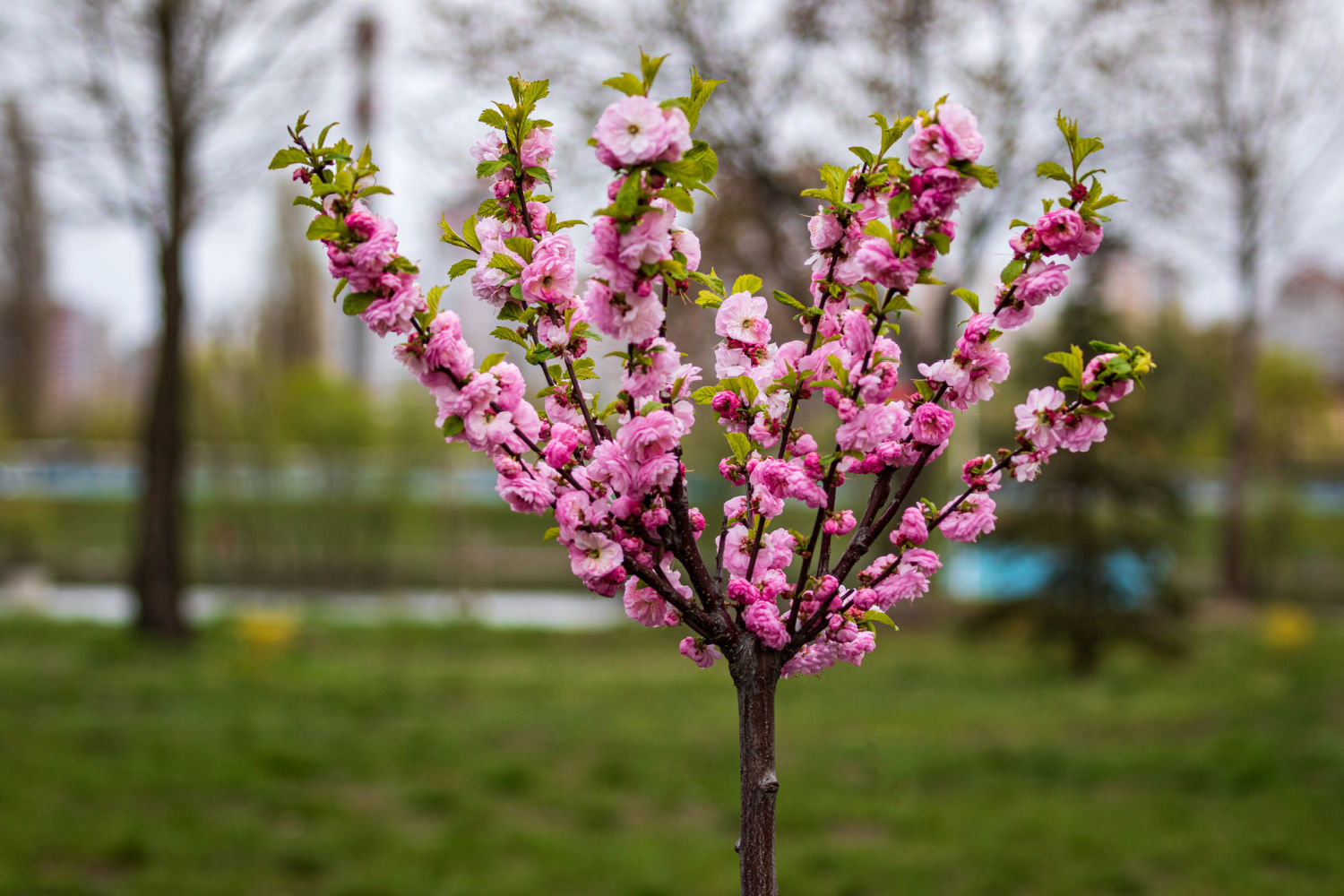 Spring trees