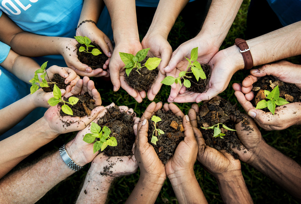 Best Trees to Plant for Climate Change 