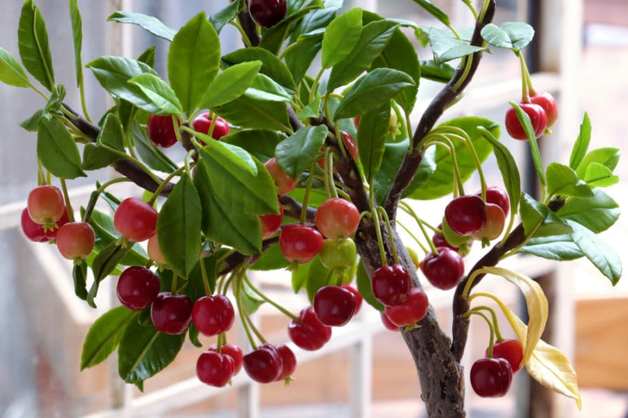 small cherry tree with cherries growing