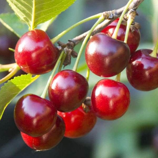 close up of red cherries