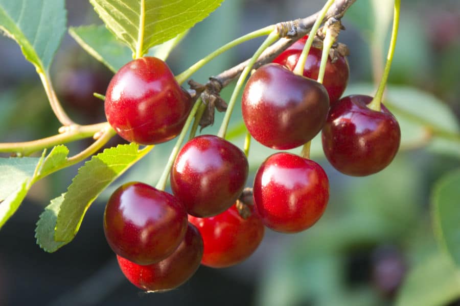 close up of red cherries