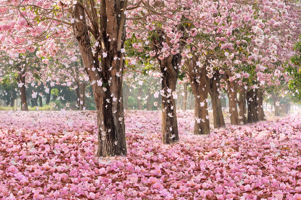 The Ultimate Guide to Choosing and Growing Flowering Cherry Trees ...