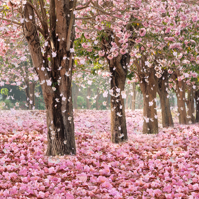 Flowering Cherry Trees 