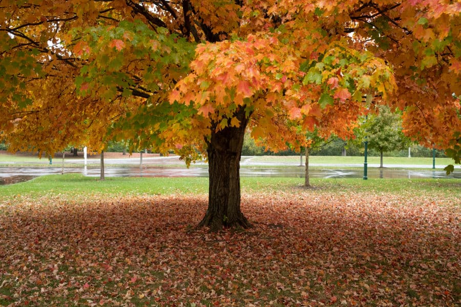 maple trees