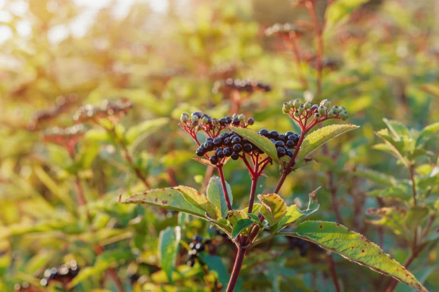 elderberry plant