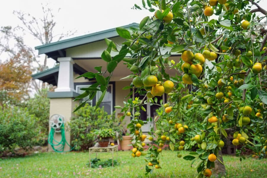 Fruit Tree in Yard