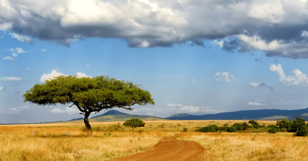 Acacia Tree in the Desert along a road to show heat tolerant trees