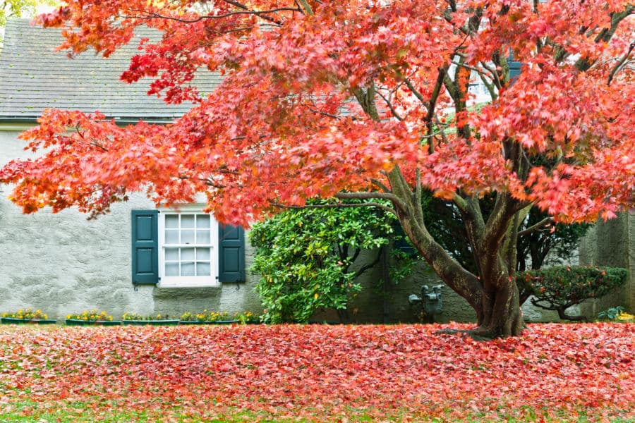 maple tree in Fall