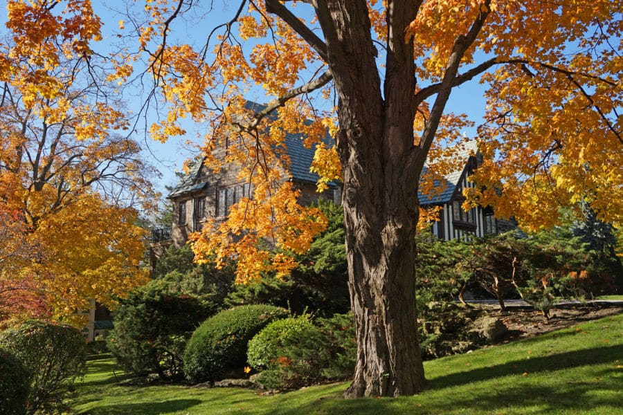 Decidous Tree with Orange Leaves