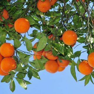 Orange Trees – 2022 Comprehensive Guide