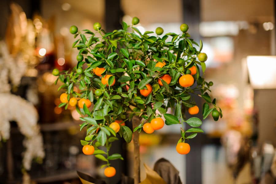 Small Orange Tree