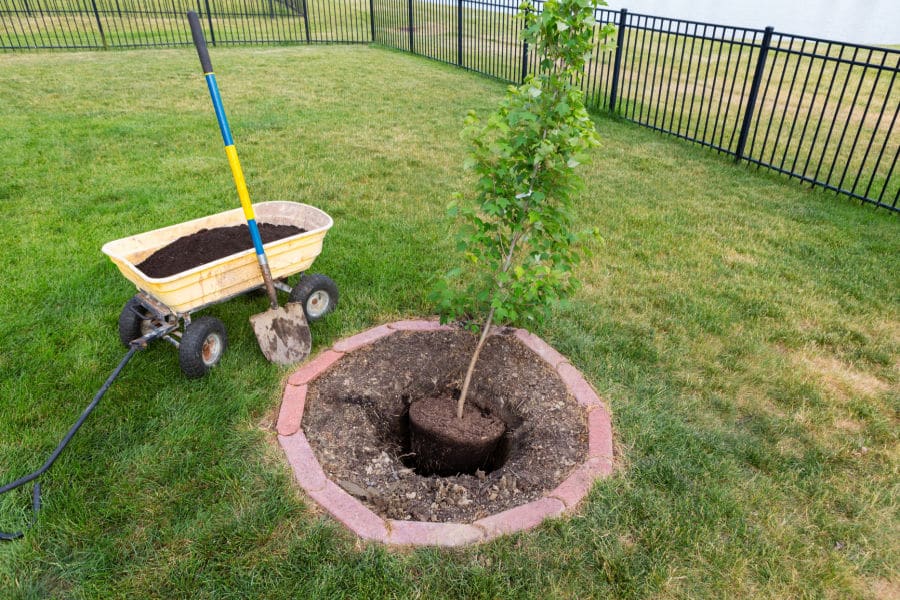 Tree being planted in yard
