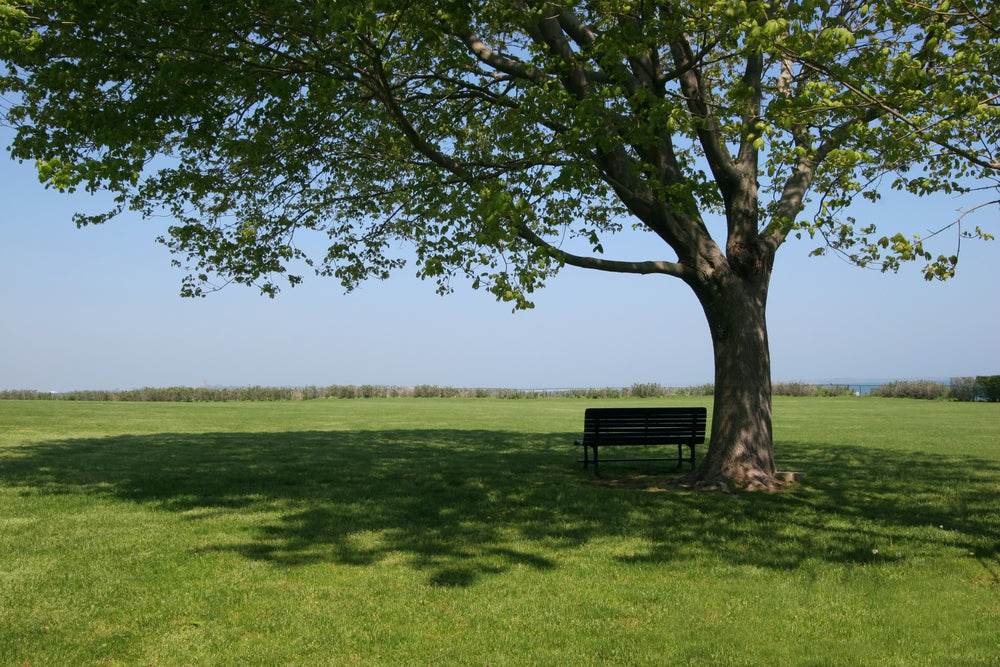 Reduce Your Energy Bill with Shade Trees