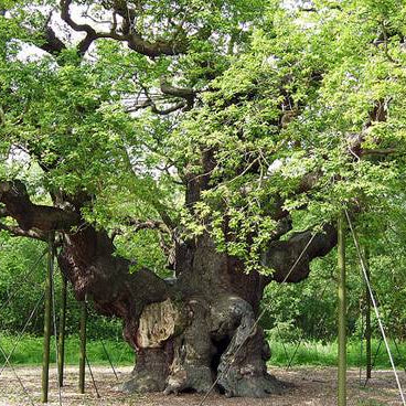 Sherwood Forest Oak 