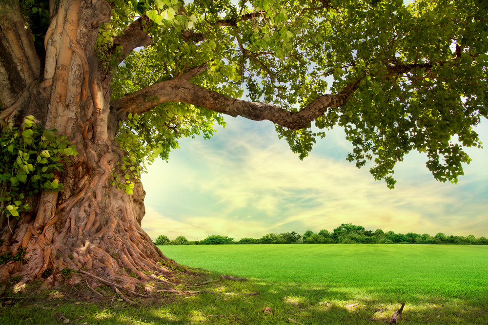 Ways to Help Encourage Tree Growth | Buy Trees Online — Growing Home Farms