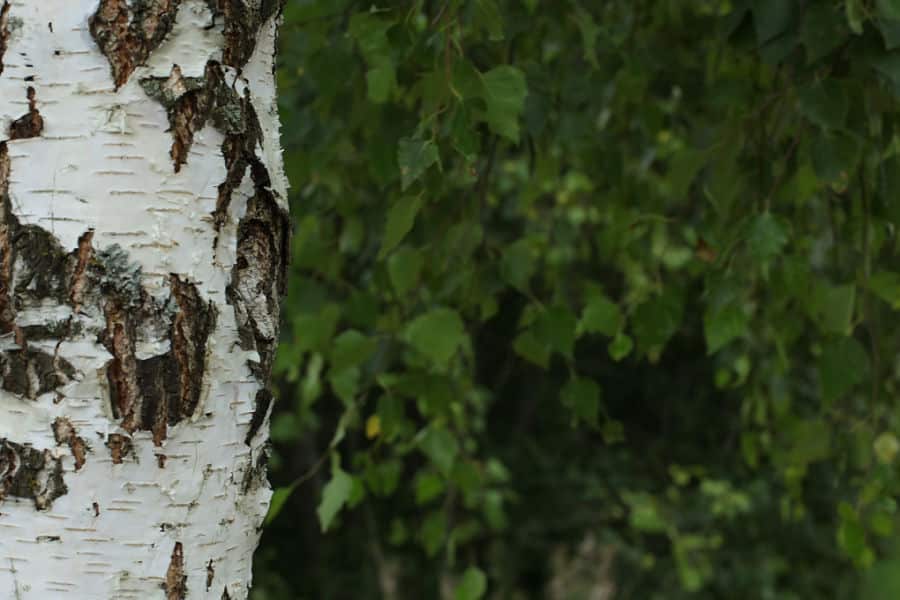 Trees That You Can Eat | Edible Bark, Leaves & Sap — Growing Home Farms