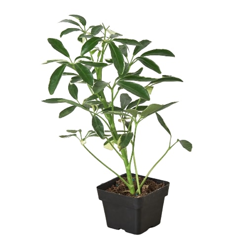 Schefflera Moonlight 'Umbrella Plant'