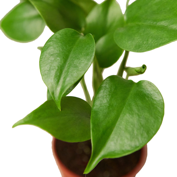 monstera philodendron what does one cost Philodendron Monstera Split-Leaf — Growing Home Farms
