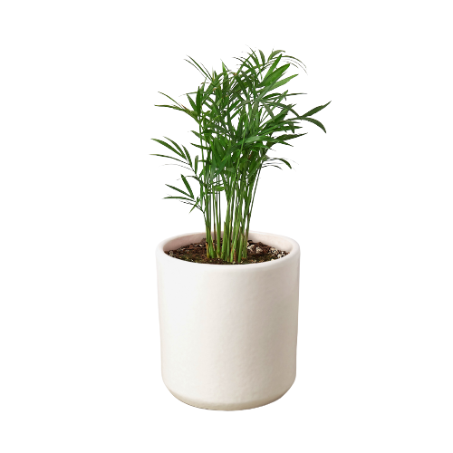 areca palm parlor palm Parlor Palm — Growing Home Farms