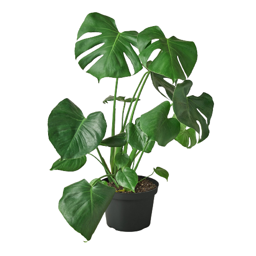 monstera tree philodendron Philodendron Monstera Split-Leaf — Growing Home Farms