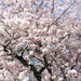 Akebono Flowering Cherry