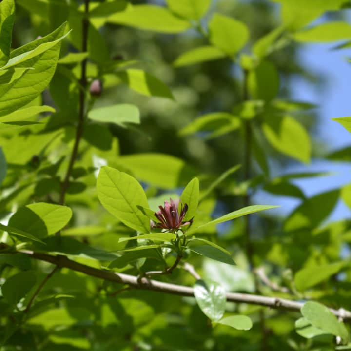 carolina allspice plant Carolina Allspice