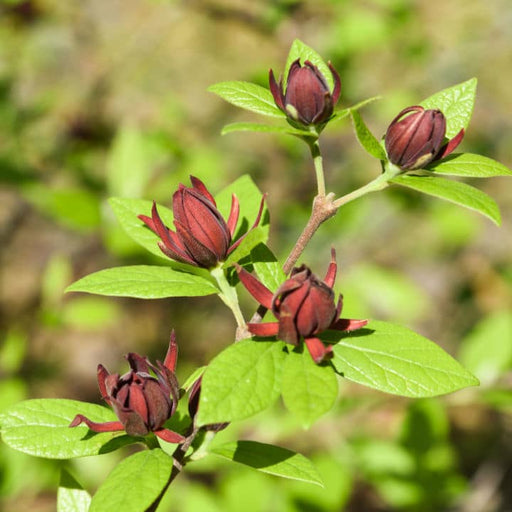 Carolina Allspice