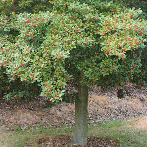 American Holly Trees