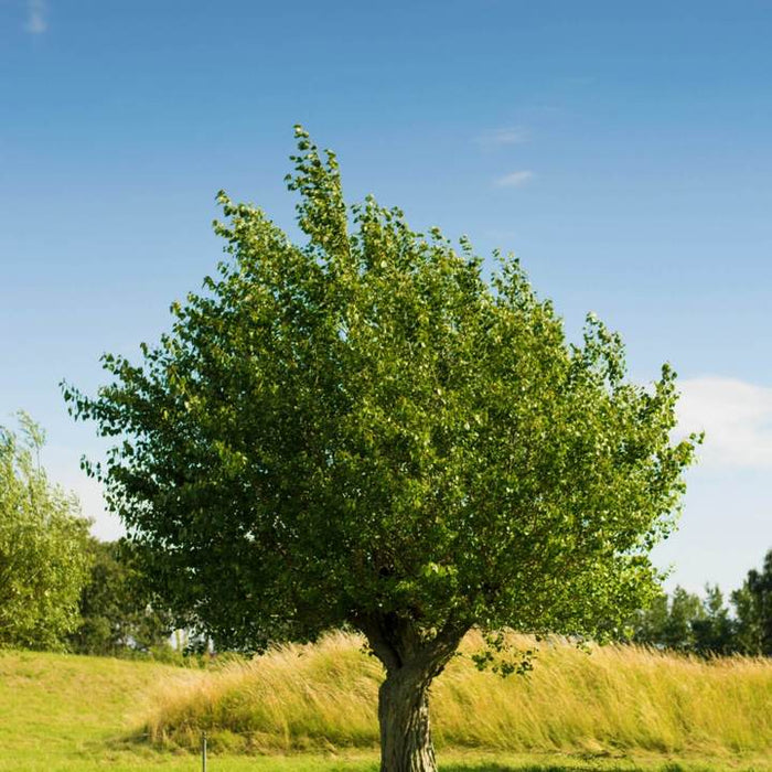 American Elm