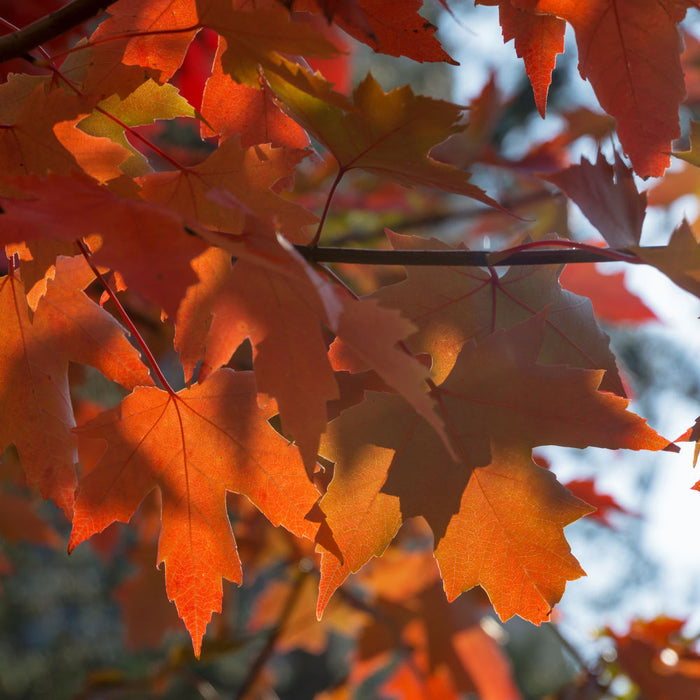 Autumn Blaze Maple | Shade Tree