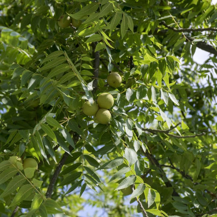 Black Walnut | Fruit Tree