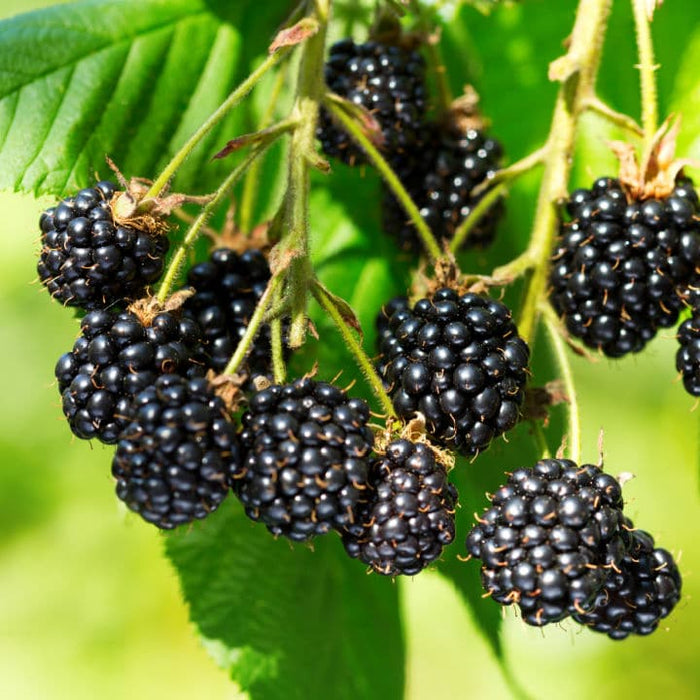 Thornless Blackberry - PlantingTree